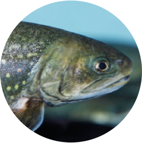 Atlantic salmon - Zoetis