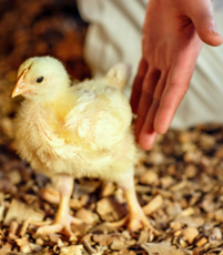 Gentle hand moving along a yellow chick - Zoetis