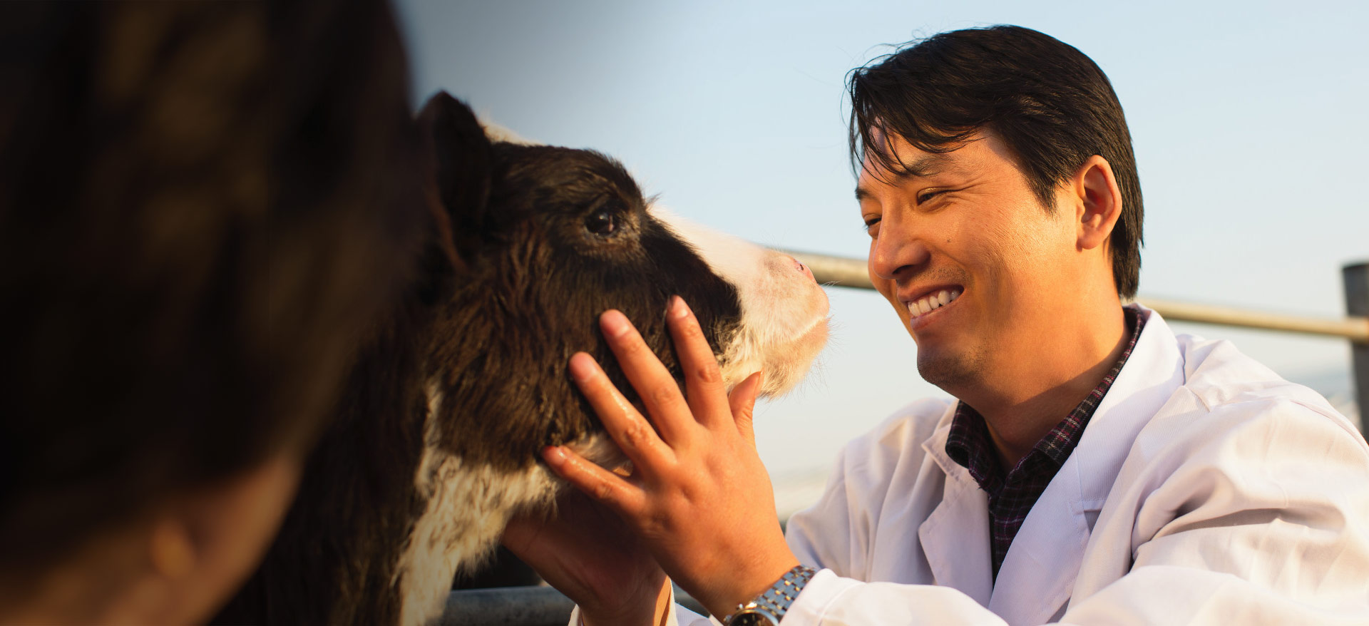 Veterinarian in a white lab coat gently holding a dairy calf’s face and smiling outdoors in warm light - Zoetis