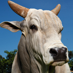 White Brazilian beef cow - Zoetis