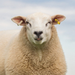 Sheep against pale blue sky - Zoetis