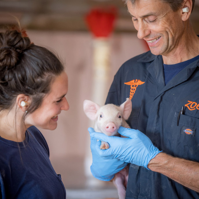 Zoetis colleague holding piglet - Zoetis