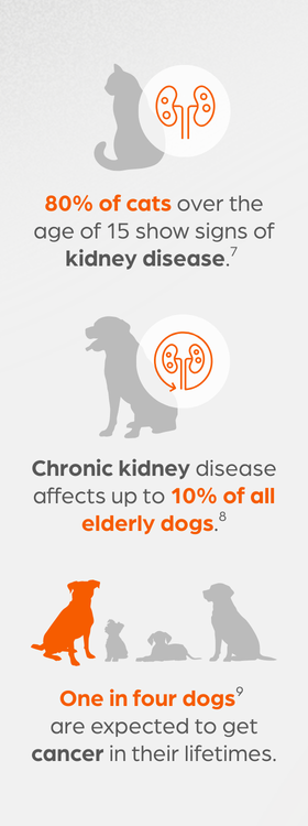 Kidney disease and cancer infographic - Zoetis