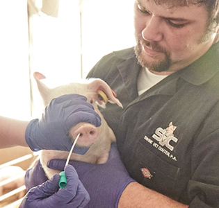 A piglet receiving medication
