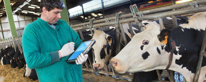 A veterinarian in a green coat and gloves uses a handheld device in front of a dairy cow, with other cows in stalls behind. Zoetis