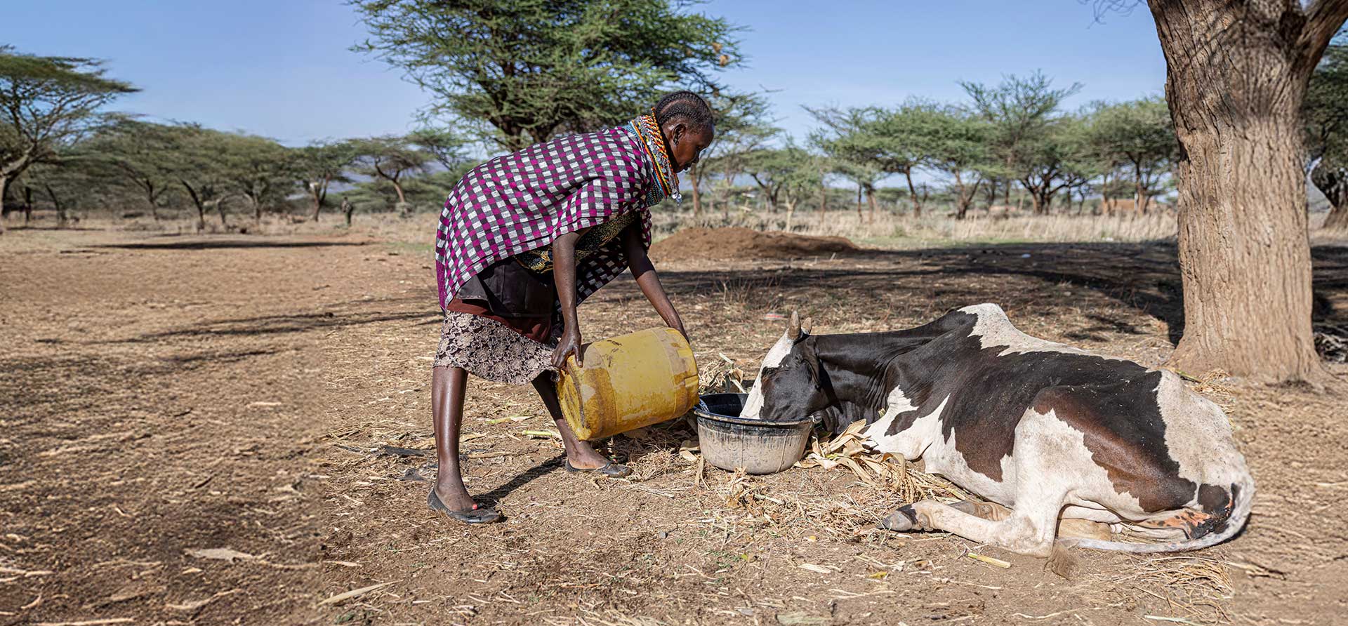 Woman with cow - Zoetis