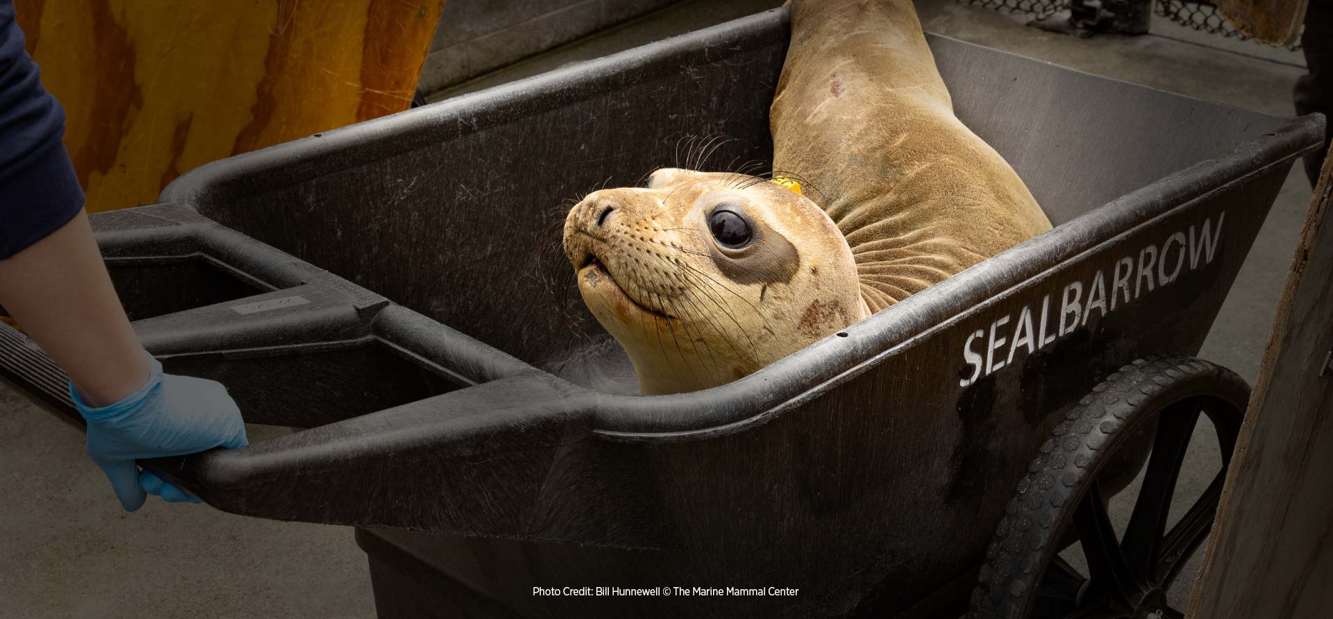 Seal in Cart. Photo Credit: Bill Hunnewell © The Marine Mammal Center - Zoetis