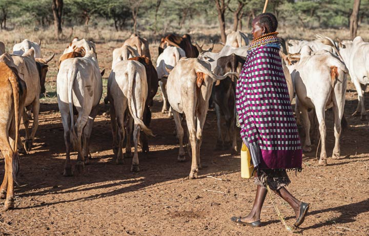 Woman and beef cattle in Isiolo County, Kenya - Zoetis