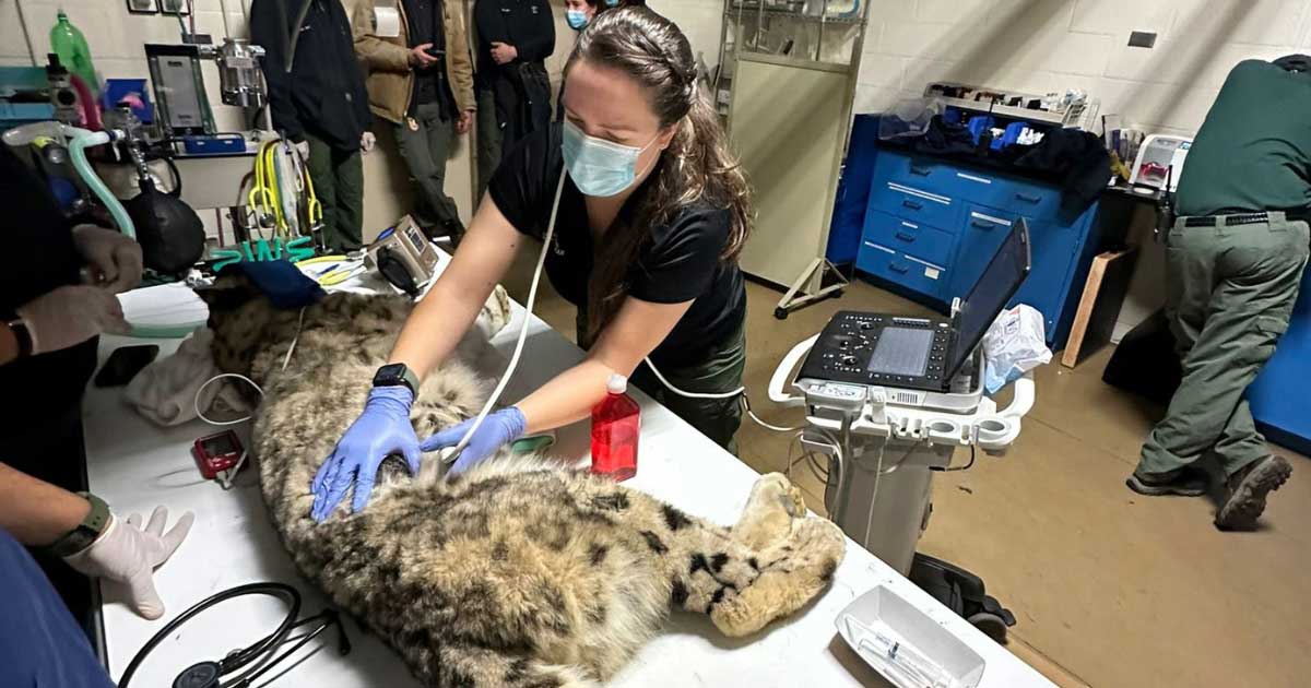 Dr. Catherine Bartholf overseeing the anesthesia of a snow leopard at the Bronx Zoo - Zoetis