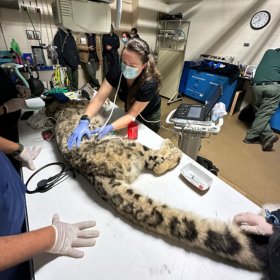 Dr. Catherine Bartholf overseeing the anesthesia of a snow leopard at the Bronx Zoo - Zoetis