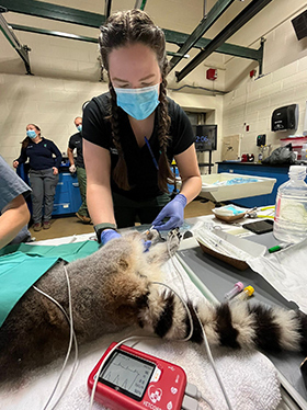 Dr. Catherine Bartholf taking care of a ring-tailed lemur - Zoetis