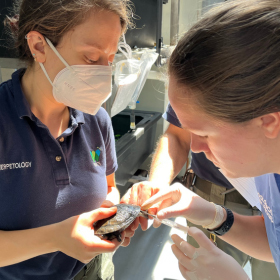 Dr. Catherine Bartholf inserting an identification microchip in an endangered Rote Island snake-necked turtle - Zoetis