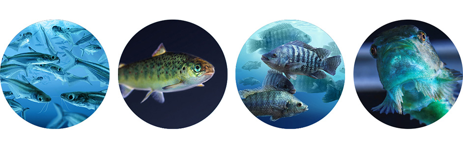 Aquaculture fish species - Zoetis