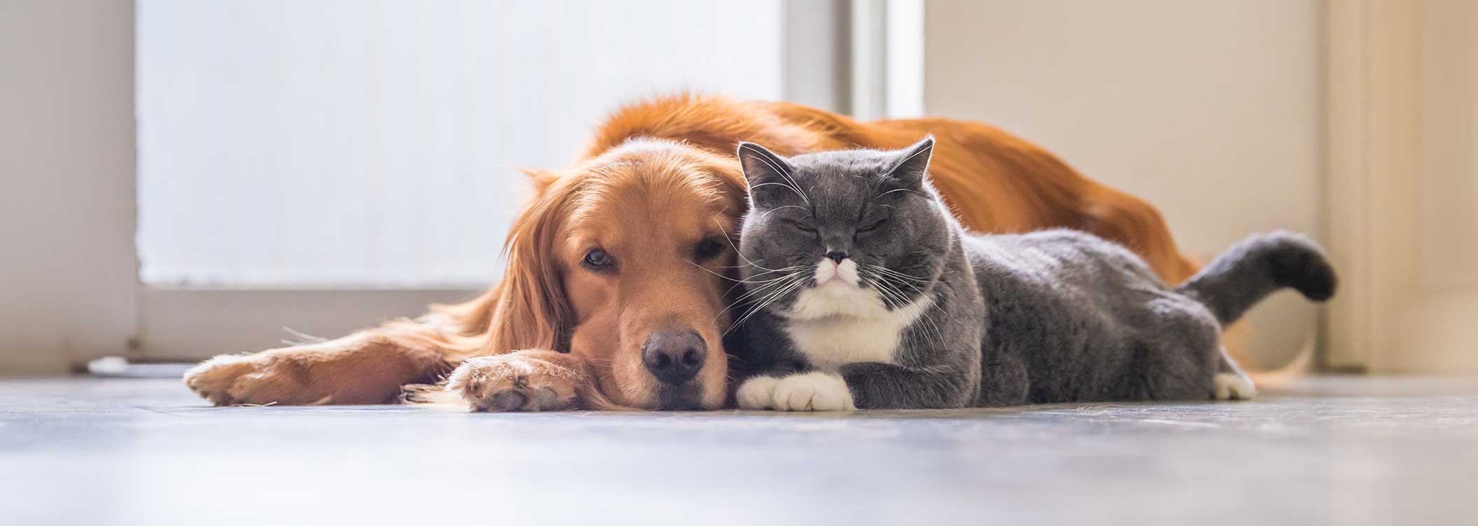 Dog and cat resting - Zoetis