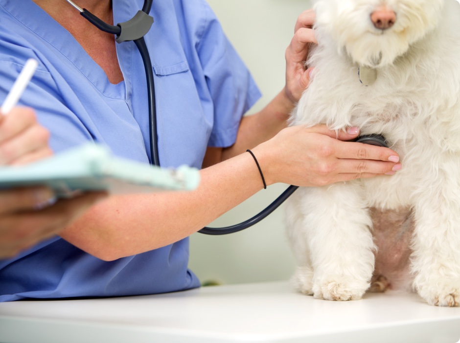 Veterinarian and tech examining small white dog - Zoetis