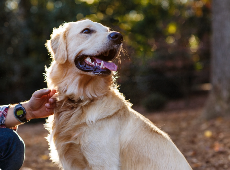 Golden Retriever with owner outside - Zoetis