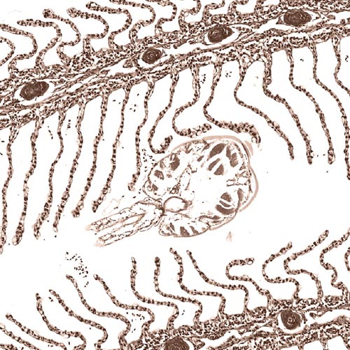 Gill tissue - Zoetis